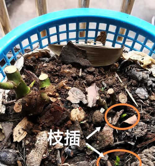 玫瑰花芽的正确插法是什么？花芽的作用是什么？