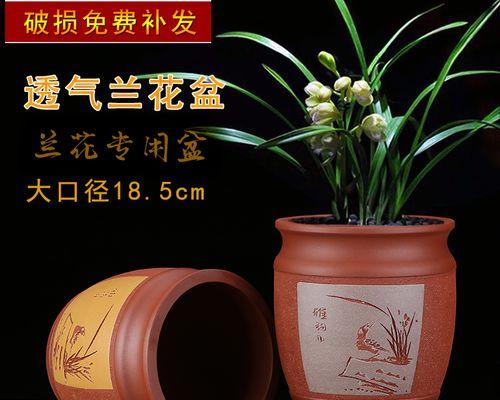 君子兰高颜值简约花盆养护方法是什么？