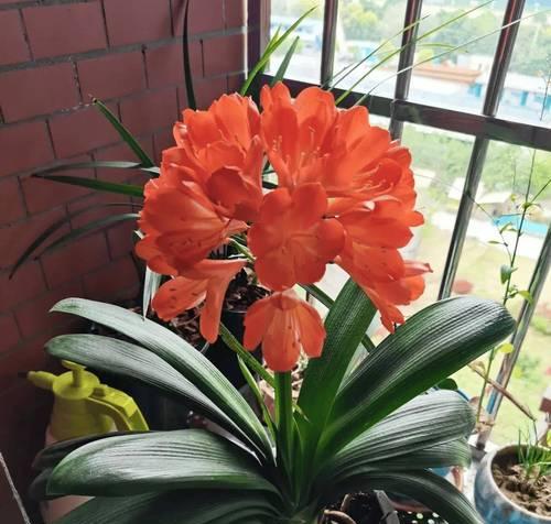 君子兰高颜值简约花盆养护方法是什么？