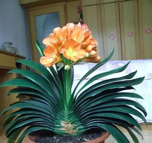君子兰高颜值简约花盆养护方法是什么？