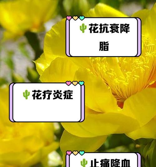 种植火花扇仙人掌需要注意什么？