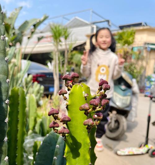 种植火花扇仙人掌需要注意什么？