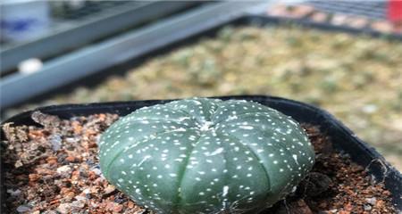 玫瑰花德罗斯的养殖技巧是什么？