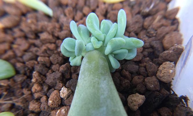 玫瑰花德罗斯的养殖技巧是什么？