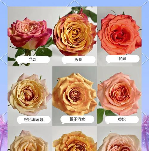 玫瑰花橘色3号品种有何特点？如何养护？