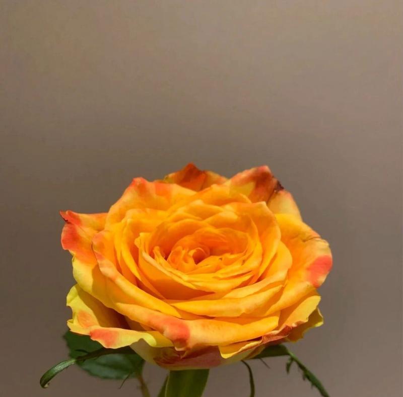 玫瑰花橘色3号品种有何特点？如何养护？