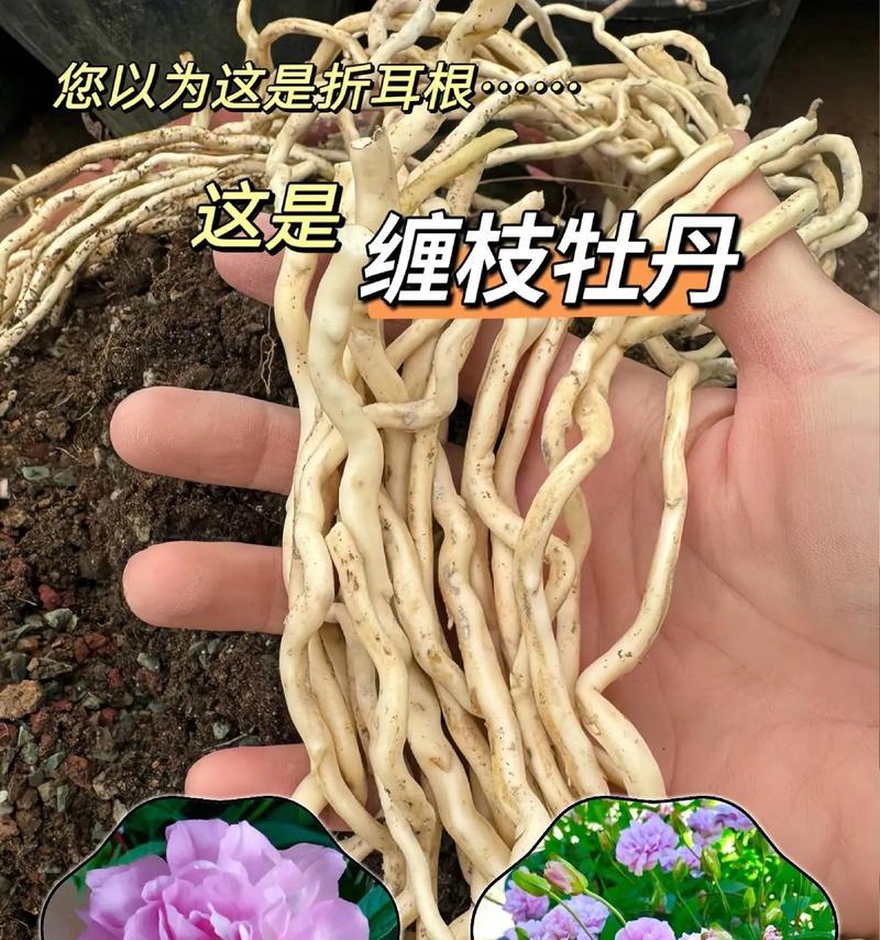 牡丹花在南方为何难以种植？南方种植牡丹花的难点是什么？