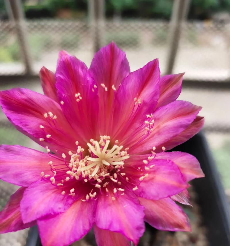 仙人球开花的秘诀是什么？
