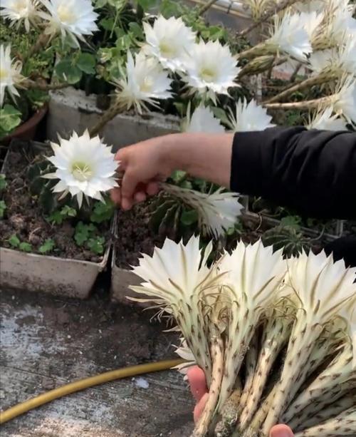 仙人球开花的秘诀是什么？