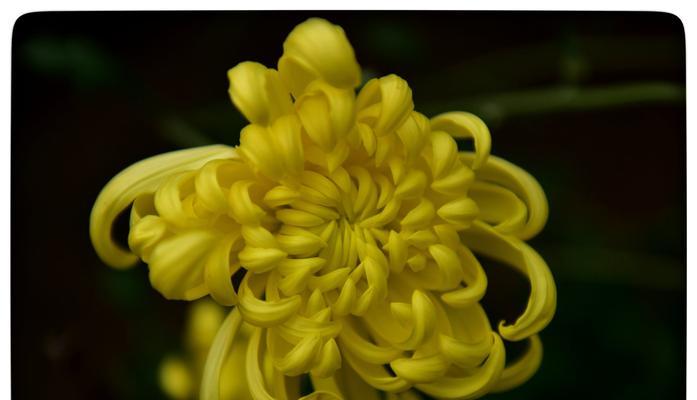 天籁花韵花语有何独特之处？