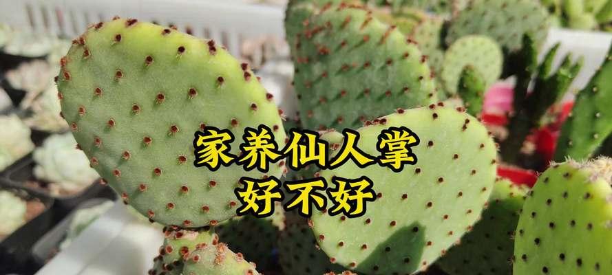 如何养出状态良好的仙人掌？
