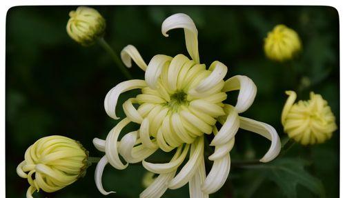 天籁花韵花语有何独特之处？