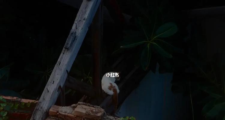 落日猫玫瑰花的养护方法是什么？如何保持其美丽？