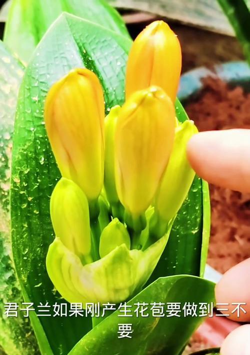 君子兰长花苞期间的正确养护方法是什么？