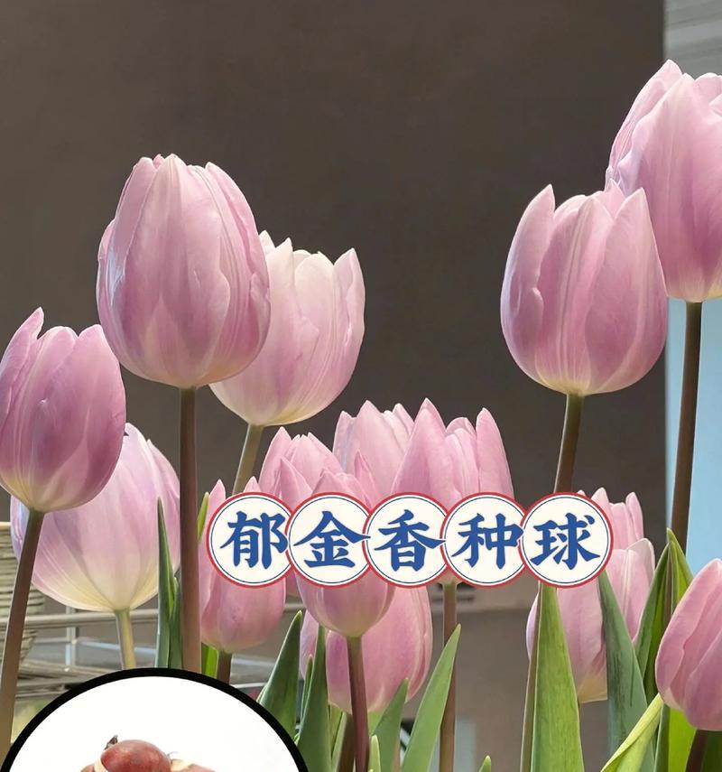 鲜玫瑰花水培种植的步骤和注意事项？
