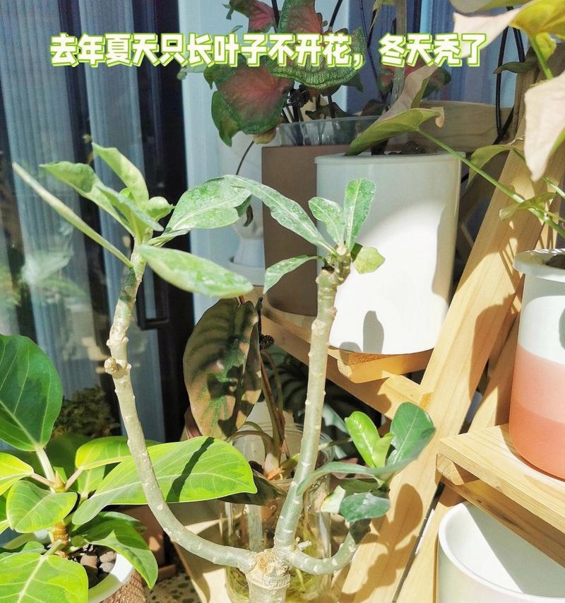 鲜玫瑰花水培种植的步骤和注意事项？