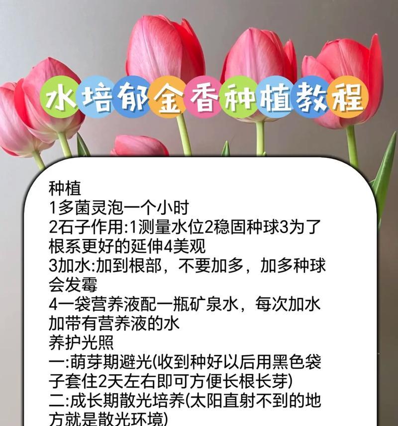 鲜玫瑰花水培种植的步骤和注意事项？