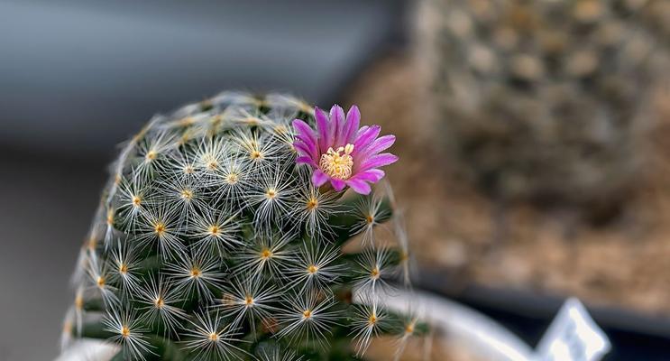 仙人球小花儿的养护管理要点是什么？
