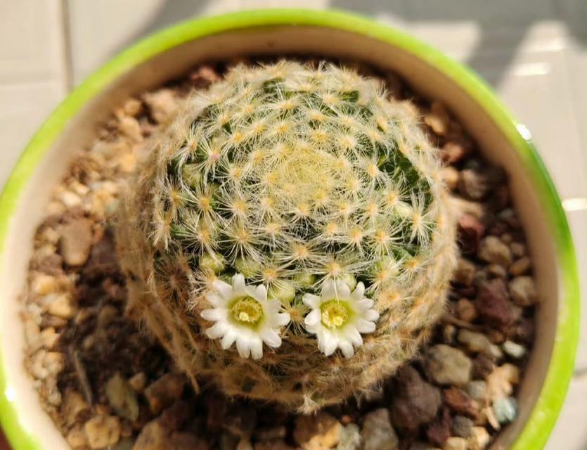 仙人球小花儿的养护管理要点是什么？