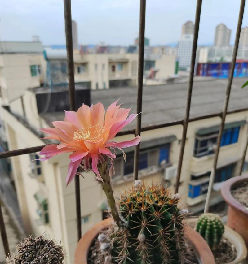 仙人球小花儿的养护管理要点是什么？