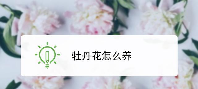 牡丹花扦插成活率高的秘诀是什么？