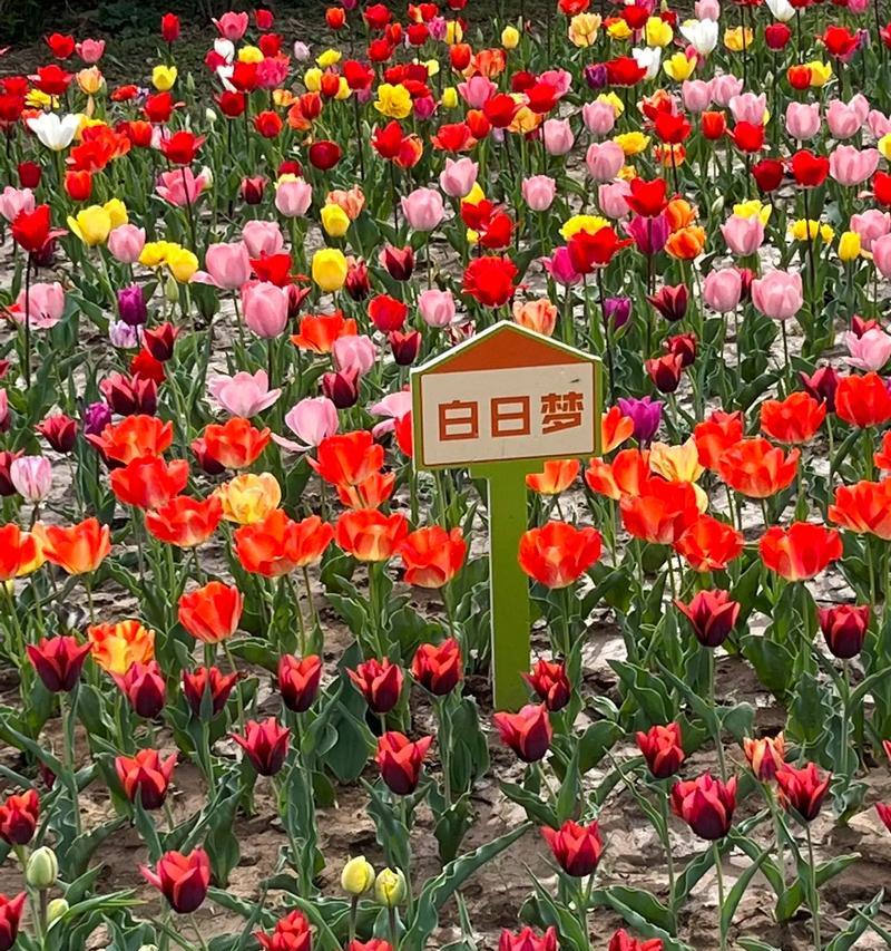 郁金香的花语有何含义？为什么郁金香象征着爱？