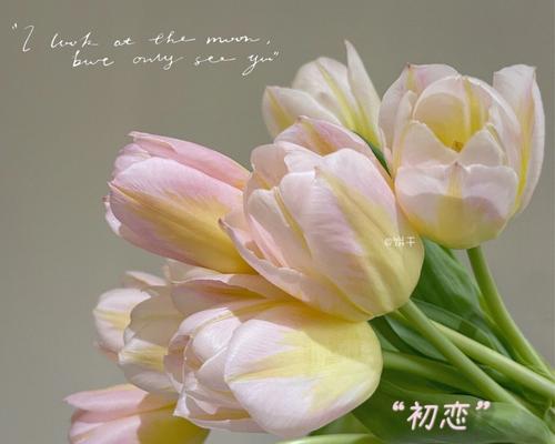 郁金香的花语有何含义？为什么郁金香象征着爱？