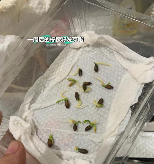 君子兰磨头发芽的秘诀是什么？怎样促进快速发芽？