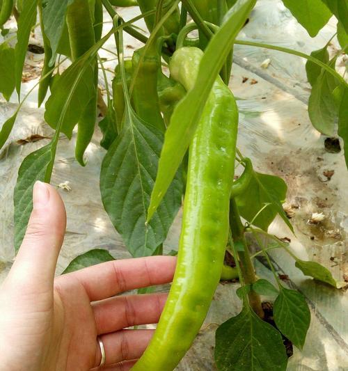 玫瑰花谷芽用什么肥料最好？
