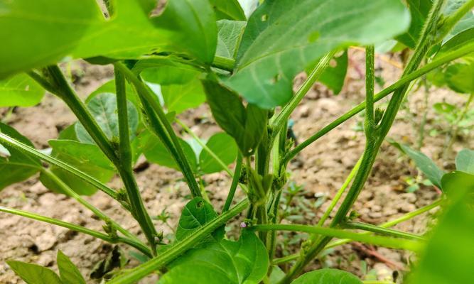 玫瑰花谷芽用什么肥料最好？