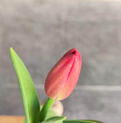 自由快乐的花语具体是什么意思？