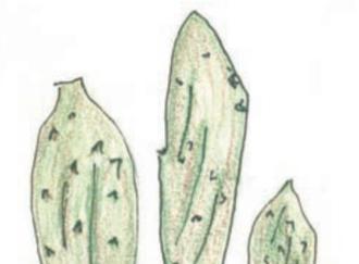 圆形仙人掌的种植步骤是什么？