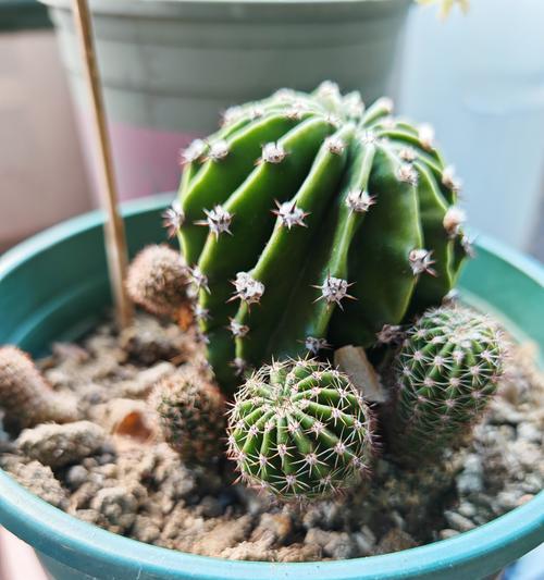 圆形仙人掌的种植步骤是什么？