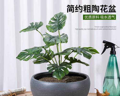 圆形仙人掌的种植步骤是什么？