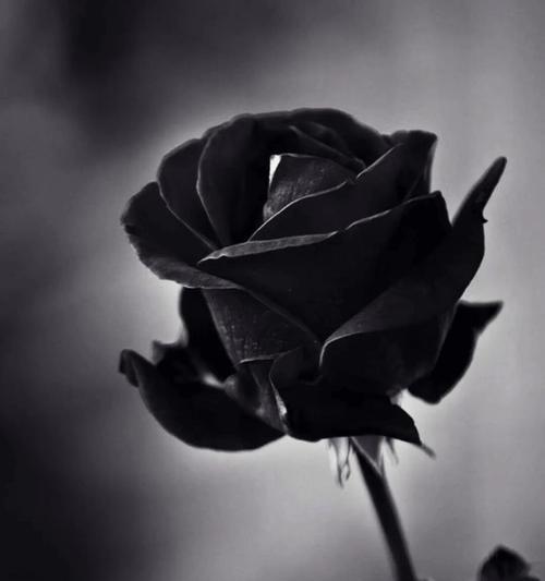 黑色玫瑰的花语是什么？黑色玫瑰代表什么？