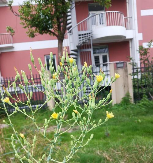 生菜花语是什么意思？网络用语中的生菜花语含义是什么？