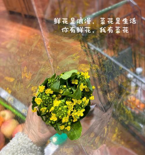 生菜花语是什么意思？网络用语中的生菜花语含义是什么？