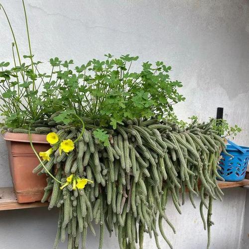 仙人掌侧芽移植的最佳时机和方法？