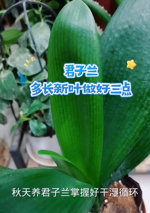 君子兰出6片叶子时应如何处理？