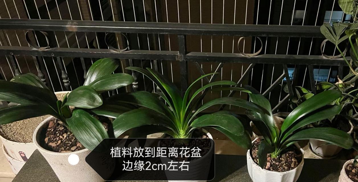 君子兰出6片叶子时应如何处理？