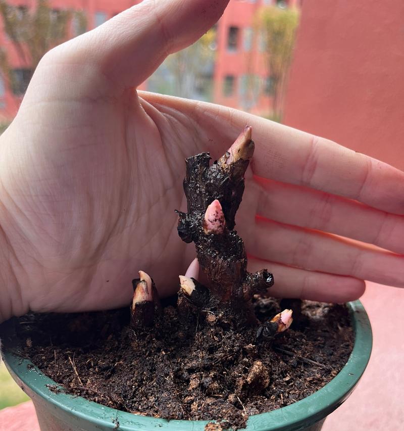 仙人掌嫁接芍药可行吗？如何养护？