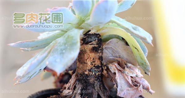 仙人掌枯萎后的急救措施是什么？