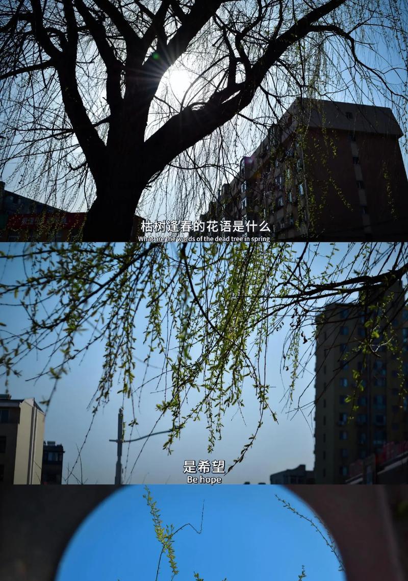 枯树没有花还有花语吗？为什么枯树没有花语？