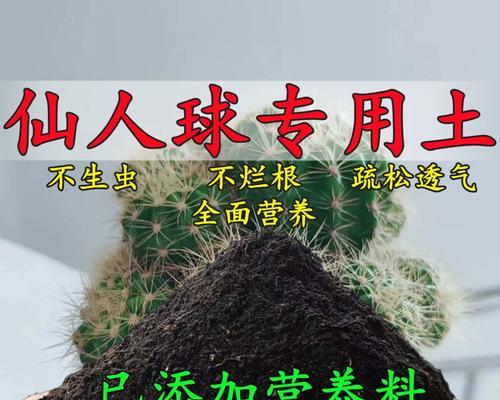 收到仙人掌后如何种植？种植前需要准备什么？