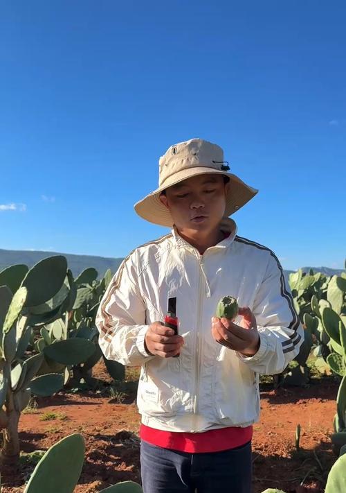 收到仙人掌后如何种植？种植前需要准备什么？