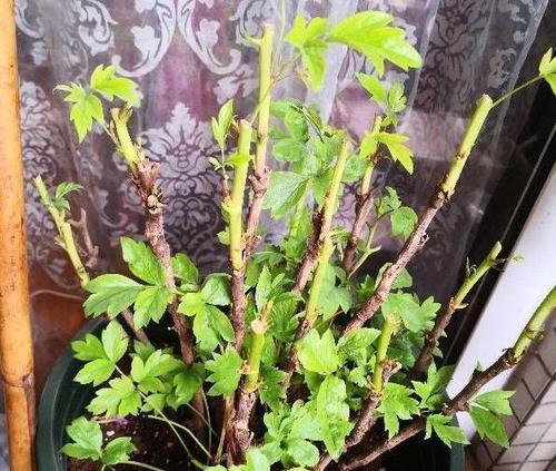 牡丹花底枝过多如何修剪？剪枝对牡丹花生长的影响是什么？