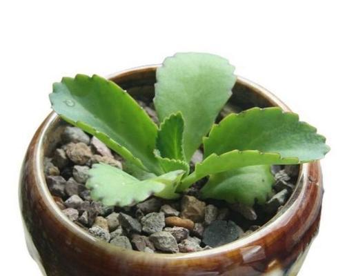 欢乐豆多肉植物的花语有何寓意？