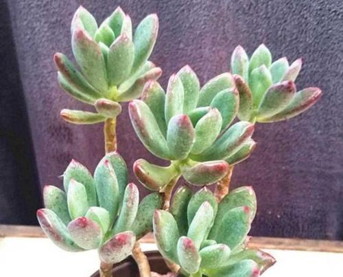 欢乐豆多肉植物的花语有何寓意？