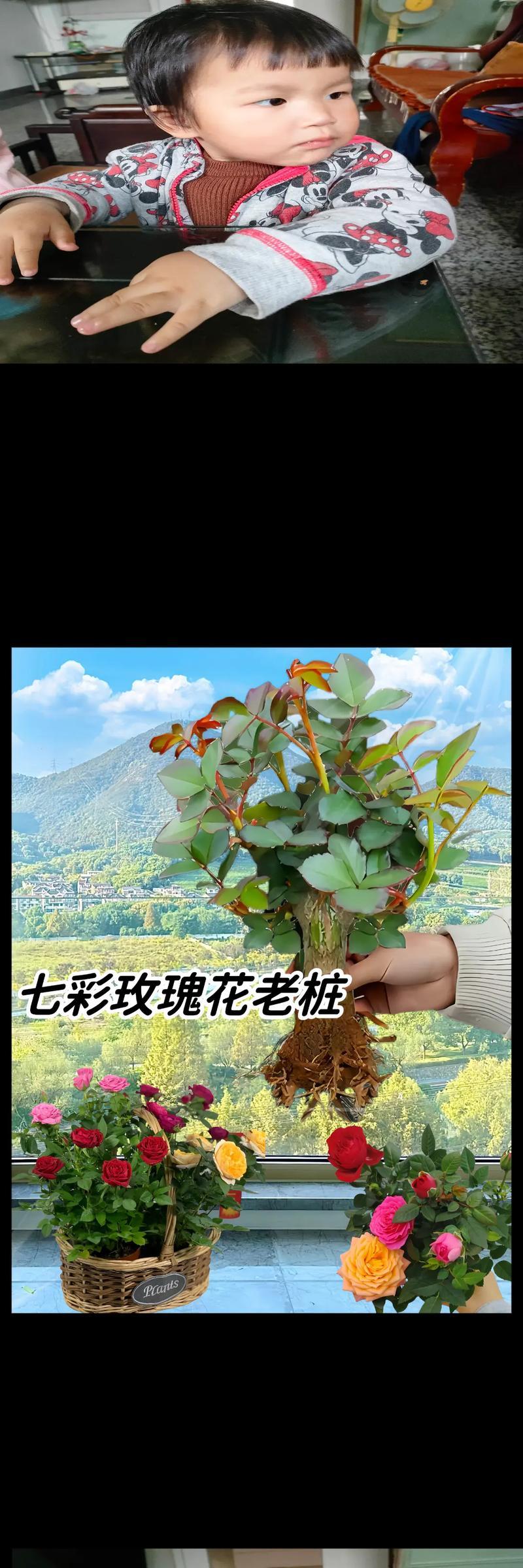 光照不足的院子适合种植哪种玫瑰？