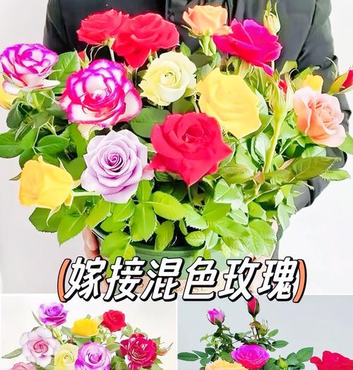 光照不足的院子适合种植哪种玫瑰？